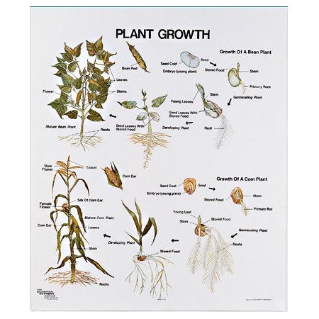 Charts/Posters, Plant Growth Mounted